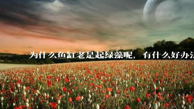 为什么鱼缸老是起绿藻呢，有什么好办法不用整天擦鱼缸？